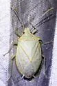 Chlorocoris werneri - photo 3