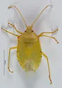 Chlorocoris werneri - photo 4