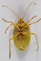 Chlorocoris werneri - photo 5