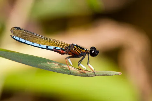 Jewels - Chlorocyphidae