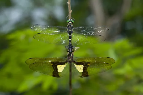 Chlorogomphid Dragonflies - Chlorogomphidae