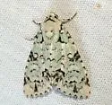 Chloronycta tybo - Hodges#9283 - photo 2