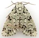 Chloronycta tybo - Hodges#9283 - photo 4