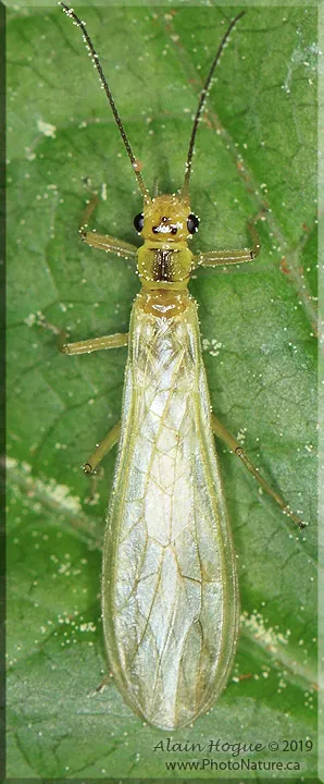 Green Stoneflies - photo 3
