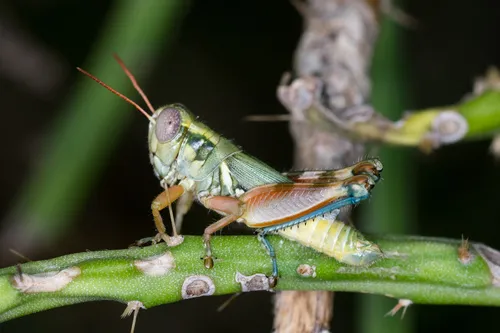 Texas Cholla Grasshopper