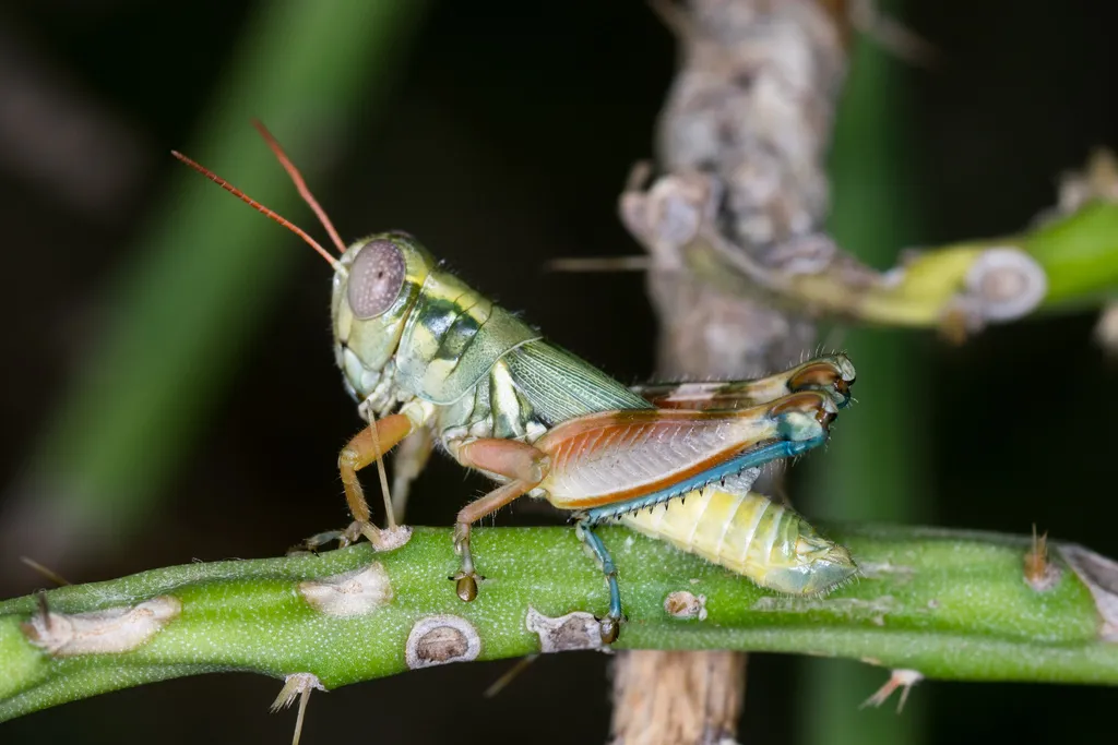 Texas Cholla Grasshopper - photo 2