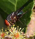 Chloroprocta idioidea - Chloroprocta idioidea