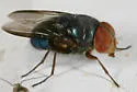 Chloroprocta idioidea - photo 2