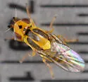 Chlorops certimus