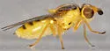 Chlorops certimus - photo 2