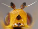 Chlorops certimus - photo 3