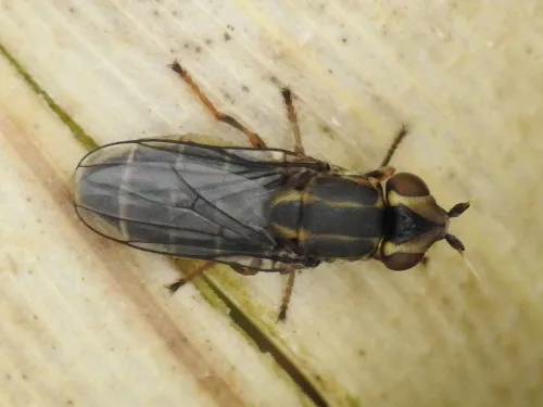 Chlorops frontosus