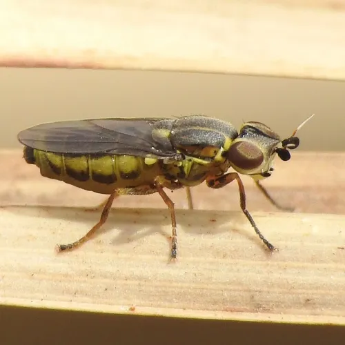 Chlorops frontosus - photo 2