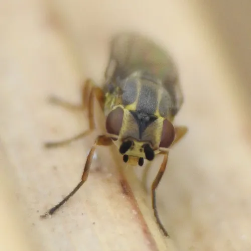 Chlorops frontosus - photo 3