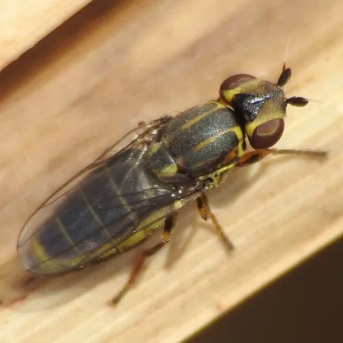 Chlorops frontosus - photo 4