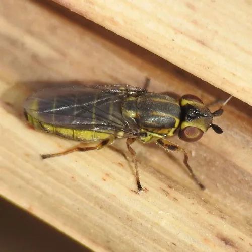 Chlorops frontosus - photo 5