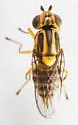 Chlorops palpalis