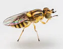 Chlorops palpalis - photo 2