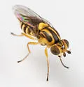 Chlorops palpalis - photo 3