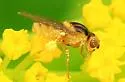 Chlorops palpalis - photo 4