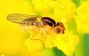 Chlorops palpalis - photo 5