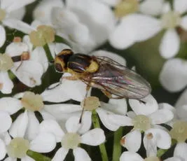 Chlorops pumilionis