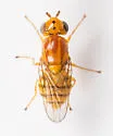 Chlorops rufescens
