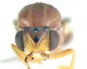 Chlorops rufescens - photo 3