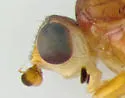 Chlorops rufescens - photo 4