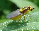 Chlorops sulphureus