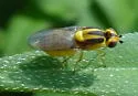 Chlorops sulphureus - photo 2