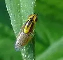 Chlorops sulphureus - photo 3