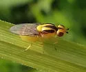 Chlorops sulphureus - photo 4