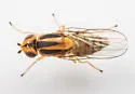 Chlorops sulphureus - photo 5