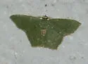 Chloropteryx nordicaria - Hodges#7076