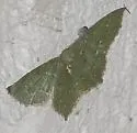 Chloropteryx nordicaria - Hodges#7076 - photo 2
