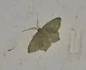 Chloropteryx nordicaria - Hodges#7076 - photo 3