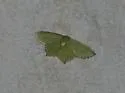 Chloropteryx nordicaria - Hodges#7076 - photo 4