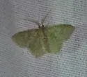 Chloropteryx nordicaria - Hodges#7076 - photo 5
