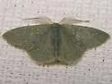 Chloropteryx paularia - Hodges#7077