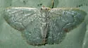 Chloropteryx paularia - Hodges#7077 - photo 2