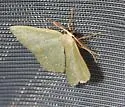 Chloropteryx paularia - Hodges#7077 - photo 4