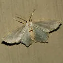 Angle-winged Emerald - Hodges#7075 - photo 2