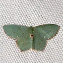 Angle-winged Emerald - Hodges#7075 - photo 3