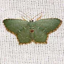 Angle-winged Emerald - Hodges#7075 - photo 4