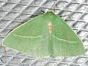 Chlorosea banksaria - Hodges#7013