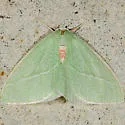 Chlorosea banksaria - Hodges#7013 - photo 2