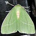 Chlorosea banksaria - Hodges#7013 - photo 3