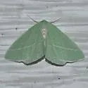 Chlorosea banksaria - Hodges#7013 - photo 4