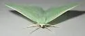 Chlorosea banksaria - Hodges#7013 - photo 5